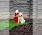 Puppy Silver Collar Goldendoodle