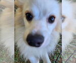 Small #1 Pomeranian