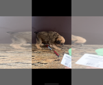 Small #2 Brussels Griffon
