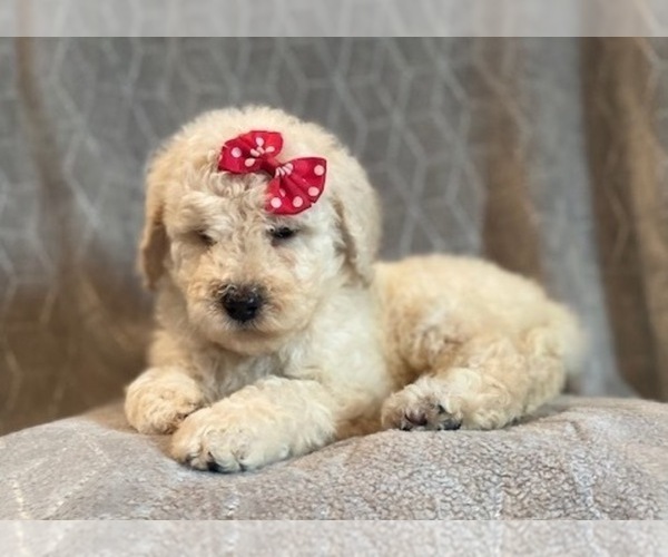 Medium Photo #7 Poodle (Standard) Puppy For Sale in LAKELAND, FL, USA
