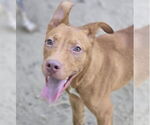 Small #1 Ibizan Hound-Pharaoh Hound Mix