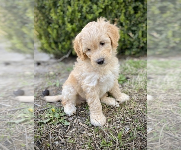 Full screen Photo #2 Aussiedoodle Puppy For Sale in CONWAY, MO, USA