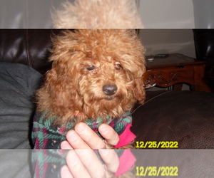 Poodle (Miniature) Puppy for sale in DULUTH, GA, USA