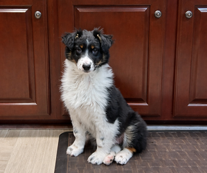 Australian Shepherd Puppy for sale in BEREA, KY, USA