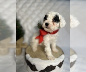 Poochon Puppy for Sale in RICHMOND, Virginia USA