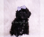 Puppy AKC Scootaloo Poodle (Toy)