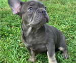 Small Photo #5 French Bulldog Puppy For Sale in MEDFORD, OR, USA