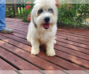Mother of the Aussiedoodle puppies born on 08/31/2025