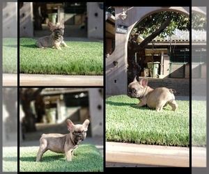 French Bulldog Puppy for sale in GLASSELL, CA, USA