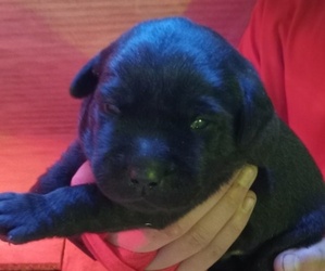 Labrador Retriever Puppy for sale in ORANGE, MA, USA