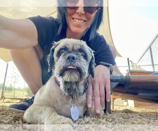 Medium Photo #6 Shih Tzu Puppy For Sale in  Ramona, CA, USA