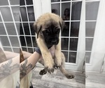 Small #5 Mastiff