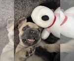 Puppy Blue Fawn Pink French Bulldog