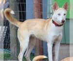 Small #3 Siberian Husky Mix