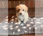 Puppy Cinco Poovanese