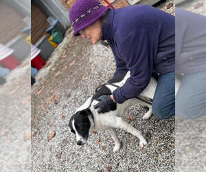 Mutt Dogs for adoption in Elmsford, NY, USA