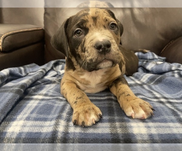 Medium Photo #117 American Bully Puppy For Sale in REESEVILLE, WI, USA