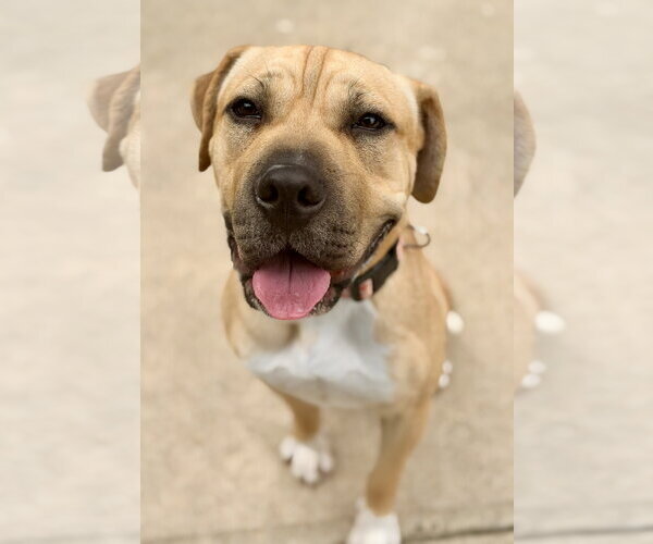Medium Photo #2 Mastiff-Unknown Mix Puppy For Sale in Jackson , NJ, USA