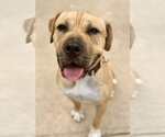 Small #1 Mastiff Mix