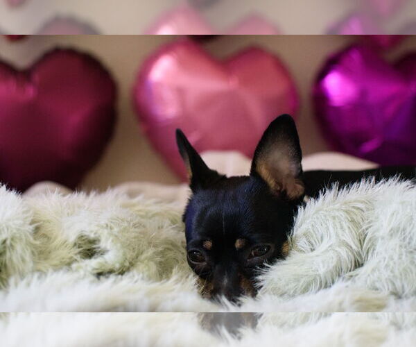 Medium Photo #15 Rat-Cha Puppy For Sale in San Francisco, CA, USA