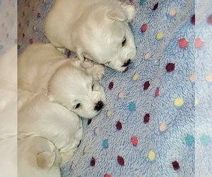 Maltese Puppy for Sale in ALTAMONTE SPRINGS, Florida USA