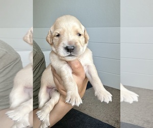 Golden Retriever Puppy for sale in CLOVIS, CA, USA