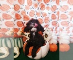 Small Photo #13 Maltipoo Puppy For Sale in INDEPENDENCE, MO, USA