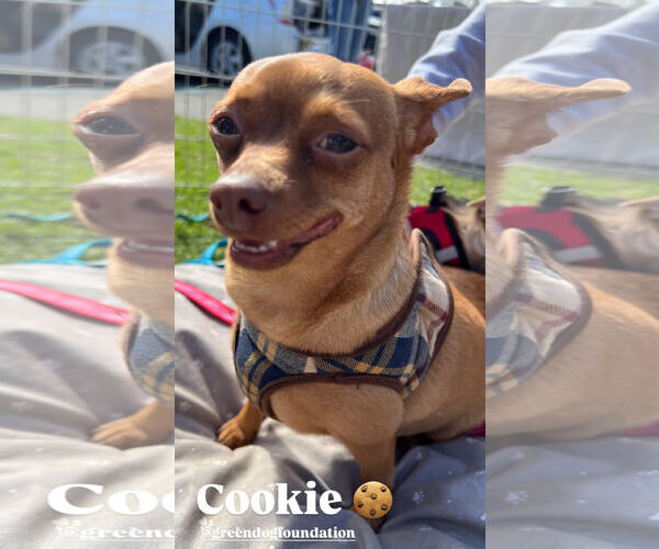 Medium Photo #1 Chihuahua Puppy For Sale in Lake Elsinore, CA, USA