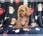 Small #7 Cavapoo