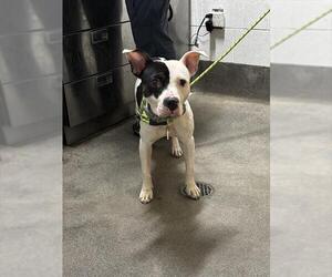 Mutt Dogs for adoption in Forestville, MD, USA
