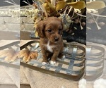 Small Photo #2 Cavapoo Puppy For Sale in DALLAS, TX, USA