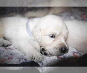 Medium English Cream Golden Retriever