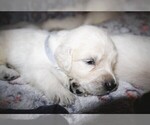 Puppy 3 English Cream Golden Retriever