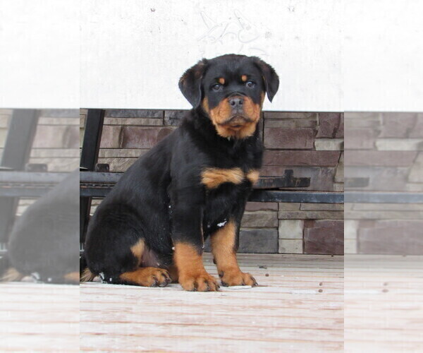 Medium Photo #3 Rottweiler Puppy For Sale in OWEN, WI, USA