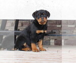 Small Photo #3 Rottweiler Puppy For Sale in OWEN, WI, USA