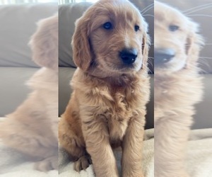 Medium Golden Retriever