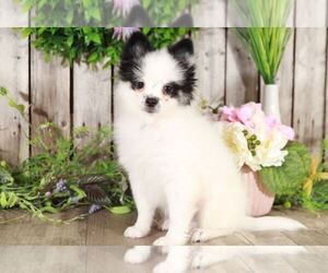 Pomeranian Puppy for sale in MOUNT VERNON, OH, USA
