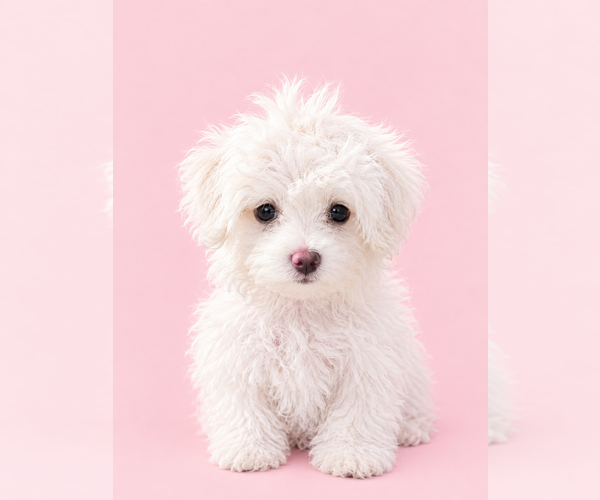 Medium Photo #1 Maltese Puppy For Sale in BRANDON, MS, USA