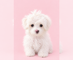 Dolly - Female Maltese Puppy for Sale - Small photo