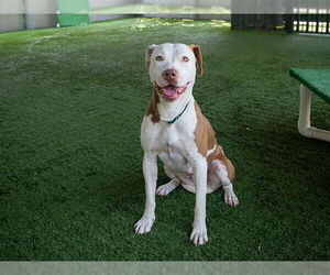 Medium American Pit Bull Terrier