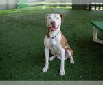 Small American Pit Bull Terrier