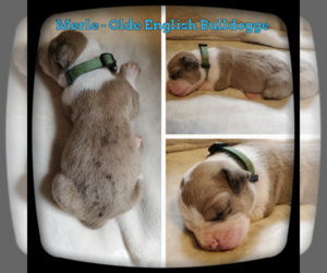 Olde English Bulldogge Puppy for sale in WHEELER, MI, USA