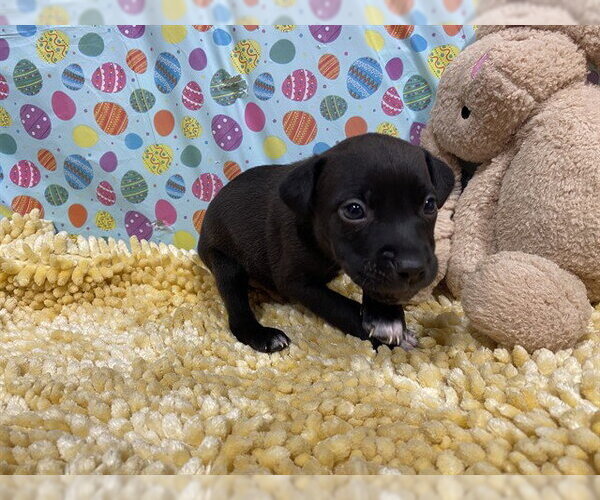 Medium Photo #1 Border Collie-Unknown Mix Puppy For Sale in Modesto, CA, USA