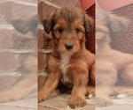 Puppy Coco Collie-Poodle (Miniature) Mix