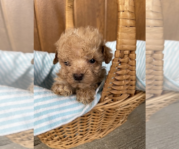 Medium Photo #3 Poodle (Toy) Puppy For Sale in CENTRALIA, IL, USA