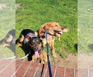 Keary - Female German Shepherd Dog Dog for Adoption - Photo #3