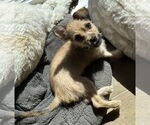 Small #3 Chihuahua Mix