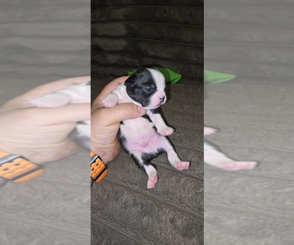 Medium Photo #6 Boston Terrier Puppy For Sale in MITCHELL, IN, USA