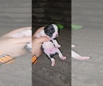Small #5 Boston Terrier