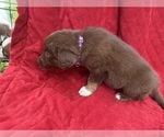 Small #4 Borador